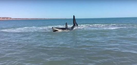 Cette vidéo effrayante d'un grand requin blanc en eau peu profonde devient virale !