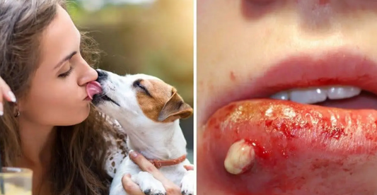Ne vous laissez plus lécher par votre chien : les risques de maladies et d'infections à connaître