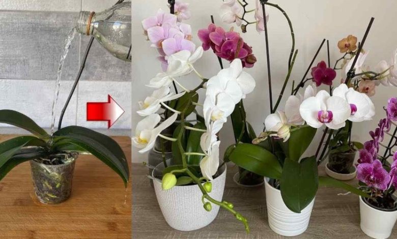 Comment faire pour que vos orchidées durent toute une vie ? Astuces pour des orchidées luxuriantes