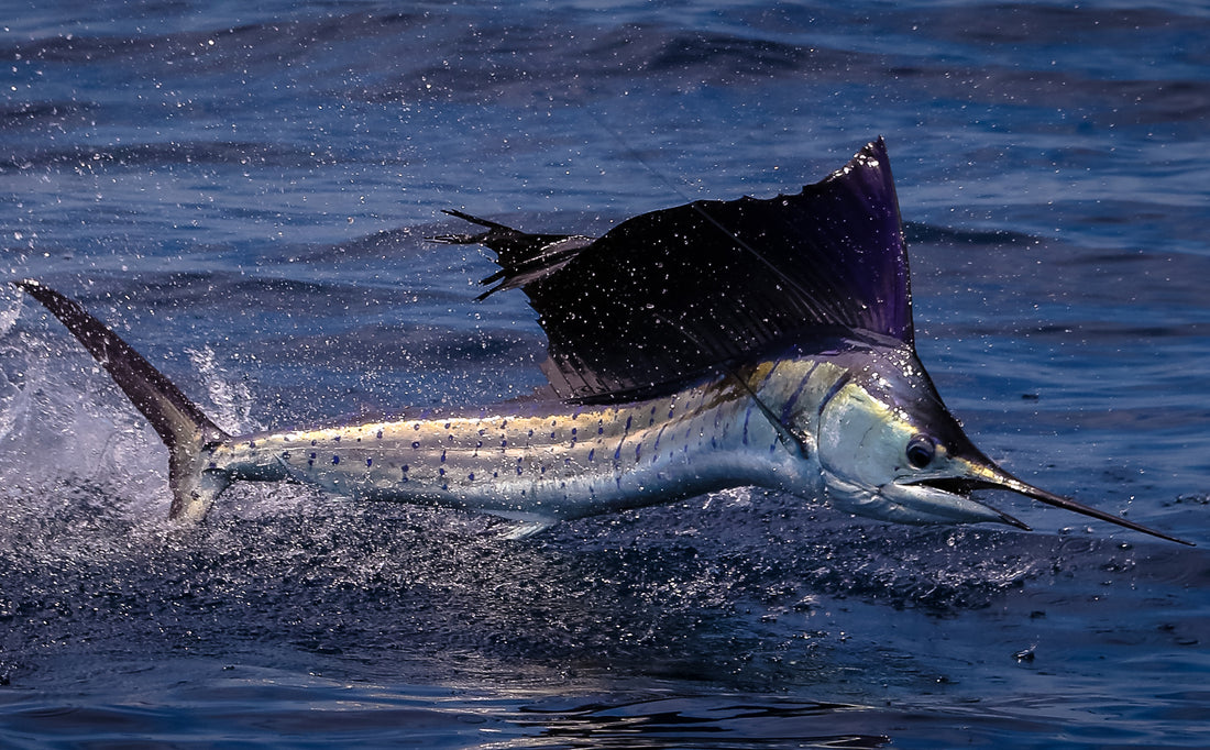 Impressionnante vidéo de la chasse éclair du poisson le plus rapide du monde face à un thon géant