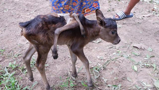 Un veau avec six pattes est né en Aveyron et a subi une opération réussie