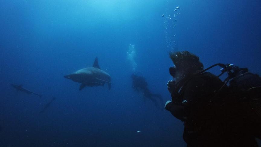 TRAGIQUE : un plongeur décapité par un grand requin blanc de 6 mètres (VIDÉO)