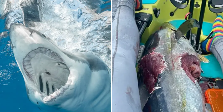 Un kayakiste filme un moment terrifiant où il se rend compte qu'il est encerclé par des requins !