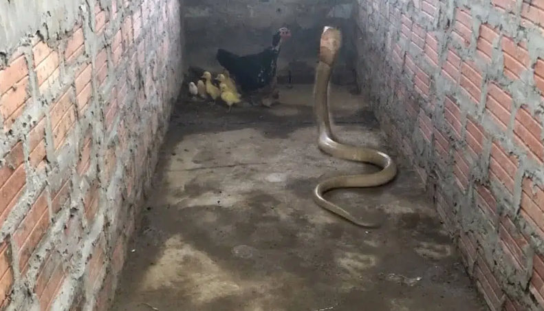 Une mère poule défend ses poussins contre une attaque de cobra royal