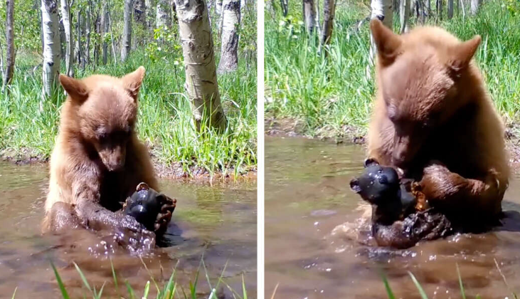 La vidéo d'un ourson qui prend un bain avec une peluche qu'il a trouvée a conquis le cœur des internautes !