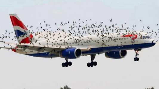 Un avion attaqué par des centaines d'oiseaux laisse le pilote choqué lorsqu'il découvre la cause