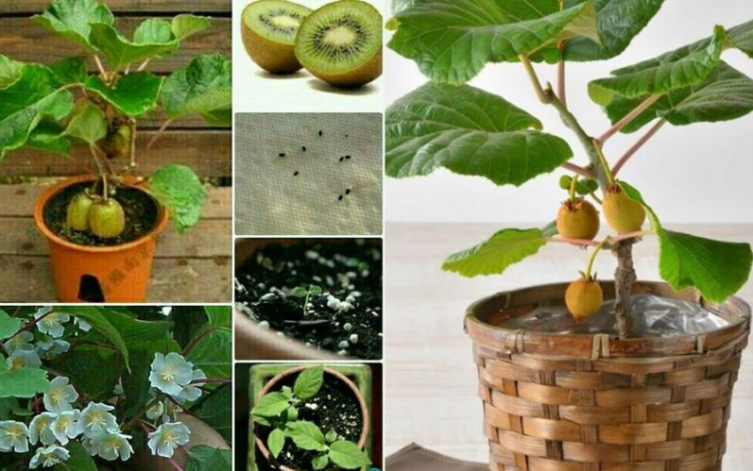 Les secrets de la culture de kiwis en pot : comment faire pousser un jeune arbre