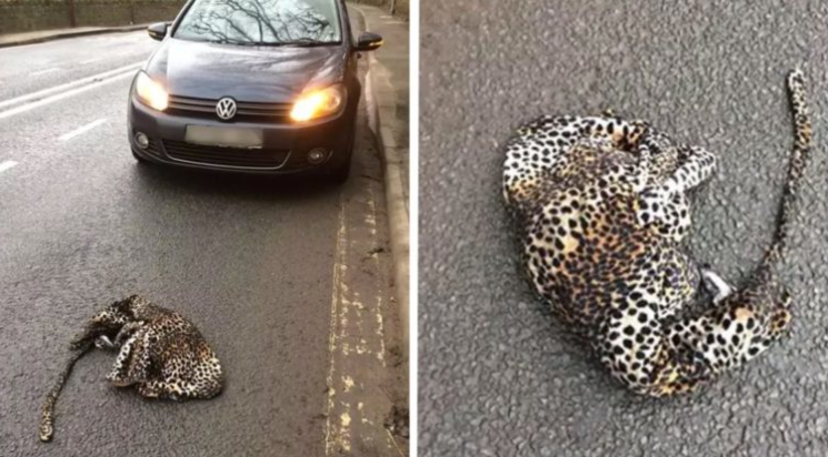 Il pensait sauver un léopard blessé, mais découvrez ce qu'il a trouvé à la place !