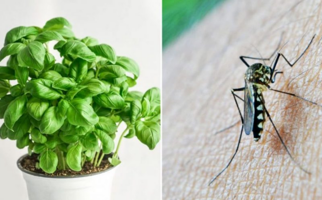 5 plantes fantastiques pour repousser naturellement les araignées, fourmis, mouches et moustiques dans nos foyers