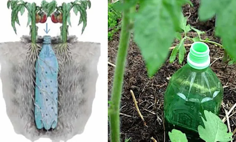 LA technique pour concevoir un arrosage automatique pour vos plants de tomates avec une simple bouteille