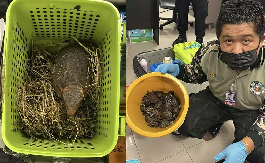 Un homme arrêté à l'aéroport avec 17 animaux sauvages dans ses valises : un exemple du trafic d'espèces en plein essor