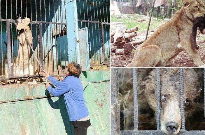 Un "zoo de l'horreur" en Angleterre : 486 animaux morts en 4 ans dans des conditions choquantes