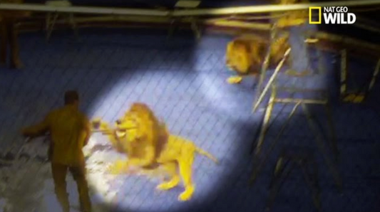 Incroyable rebondissement au Cirque National d'Ukraine : des lions se rebellent et attaquent leur dresseur sous les yeux ébahis des spectateurs !