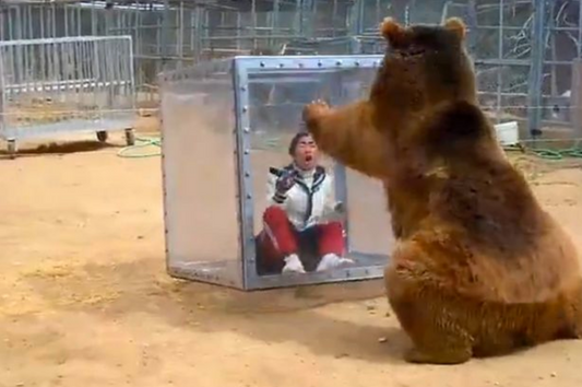 Un grizzly joue avec une boîte en verre dans laquelle une femme hurle de peur !