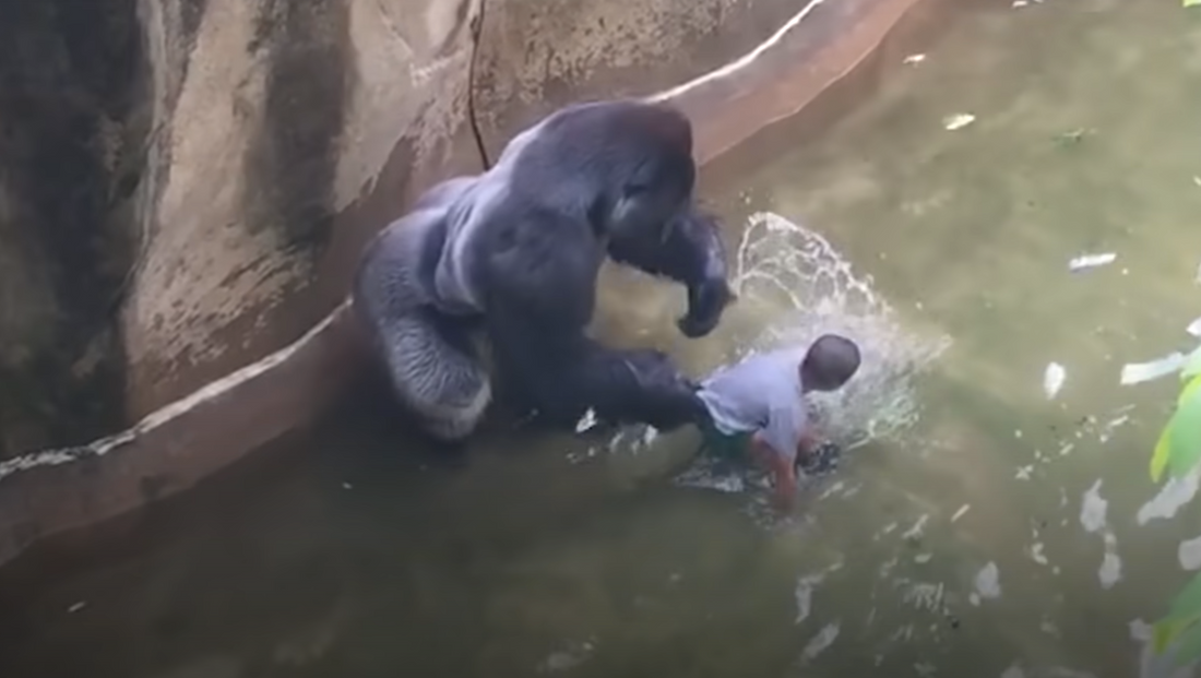 Derniers Moments d'un Gorille: Que s'est-il Passé Entre Lui et l'Enfant Tombé dans son Enclos au Zoo de Cincinnati ?