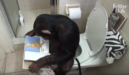 Ce chimpanzé débute sa journée en étudiant les comportements humains à travers des livres