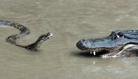 Spectaculaire combat sous-marin entre un alligator et un python : un affrontement épique à ne pas manquer !