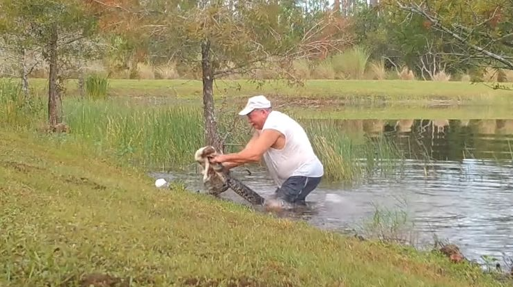 Incroyable sauvetage d'un chiot des griffes d'un alligator en Floride : un retraité héroïque intervient in extremis !