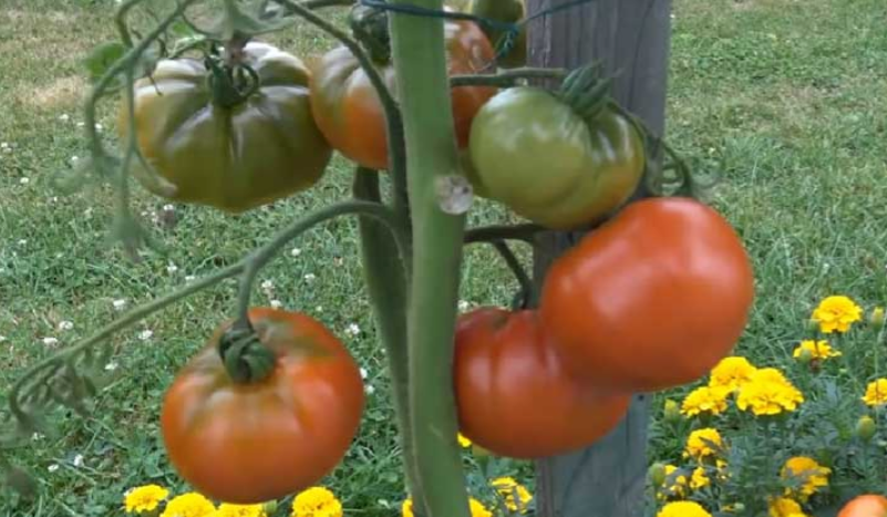 12 astuces essentielles pour cultiver des tomates parfaites dans votre jardin