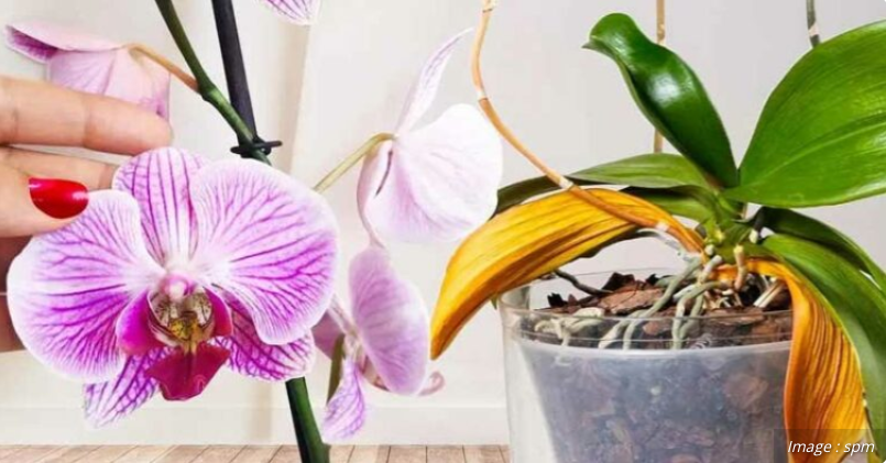 Ressuscitez vos Orchidées Fanées : La Technique Secrète des Fleuristes pour une Nouvelle Floraison