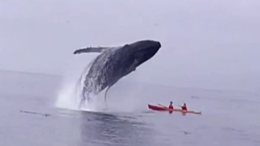 Collision aquatique spectaculaire : une baleine écrase deux kayakistes d'un seul coup !