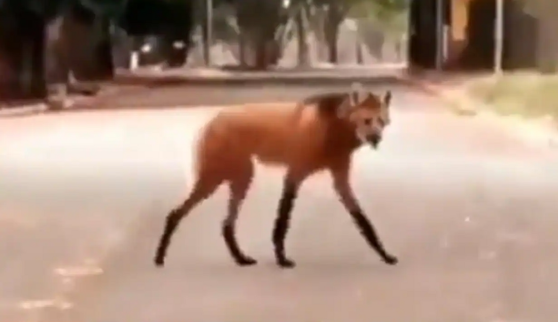 Vidéo virale : un étrange animal aperçu dans la rue laisse les internautes stupéfaits