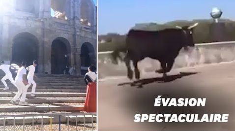 Arles en émoi : taureaux en cavale après une séance photo aux Arènes provoquent la stupeur