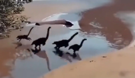 Cette vidéo de "bébés dinosaures" sur une plage choque Internet !
