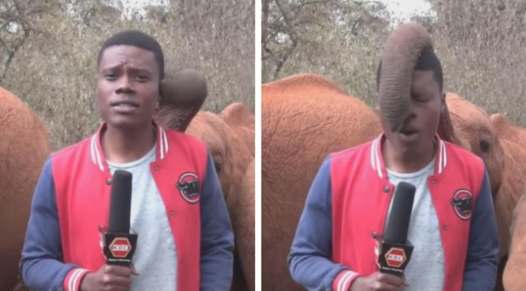 Un bébé éléphant espiègle interrompt un journaliste lors d'un reportage (vidéo)