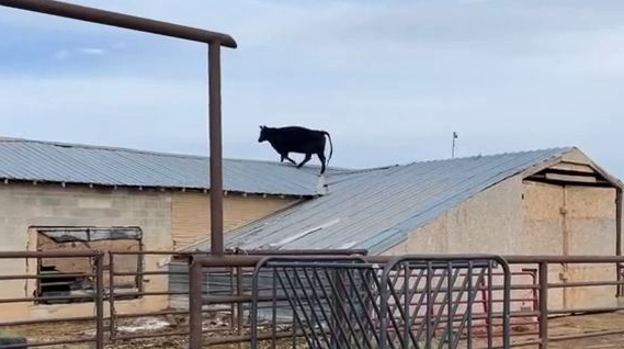 Incroyable mais vrai : une vache découverte sur le toit d'une ferme dans l'Utah