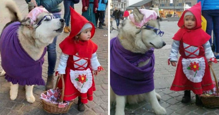Le petit chaperon rouge et son husky "grand méchant loup" : une adorable amitié qui fait le buzz
