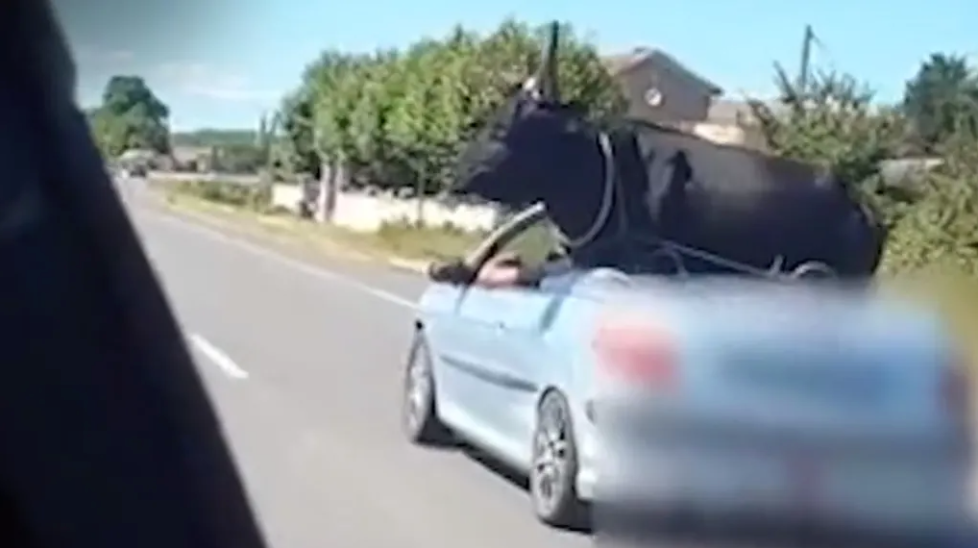 Incroyable ! Un homme transporte un énorme taureau de 400 kg dans une 206 décapotable – Vidéo à couper le souffle !