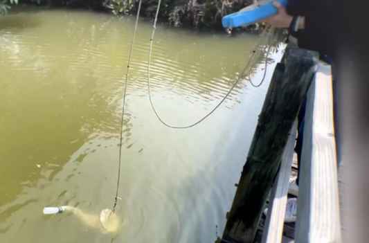 Étrange créature cubique dotée de 24 yeux et venimeuse découverte dans un étang de Hong Kong
