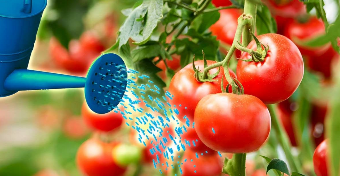 Le secret d'une récolte de tomates abondante et juteuse: une recette d'eau nutritive simple à préparer