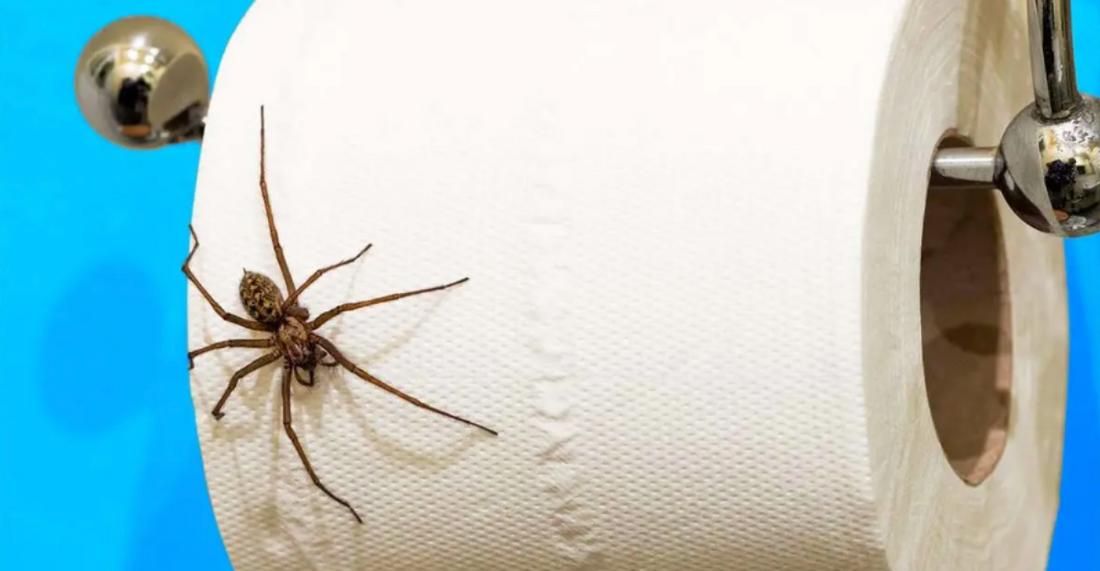 3 astuces infaillibles pour éloigner les araignées de votre domicile