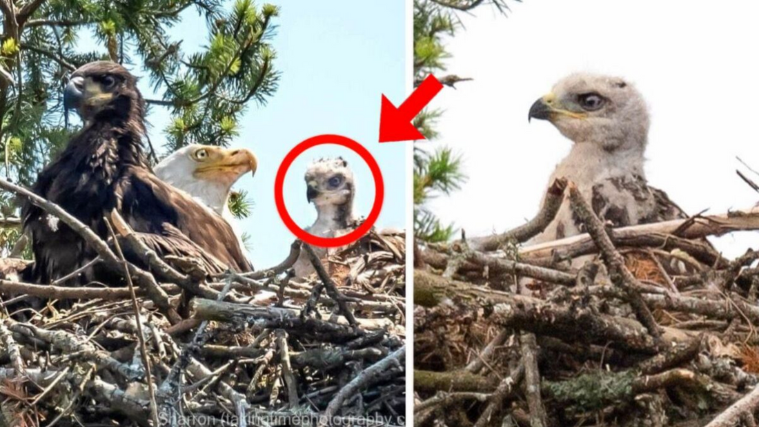 L'aigle kidnappe un bébé faucon pour le repas, mais sa réaction stupéfie tous les observateurs