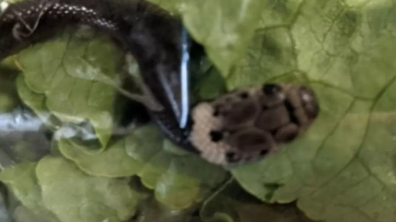 La découverte choquante d'un serpent venimeux vivant dans un paquet de laitue : l'histoire incroyable en vidéo