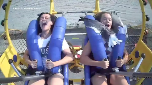 Une adolescente percute une mouette en plein visage à 120 km/h sur un manège à sensations fortes (vidéo)