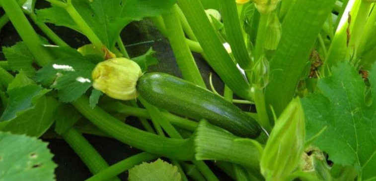 Comment faire pousser des plants de courgettes avec succès : 6 conseils utiles