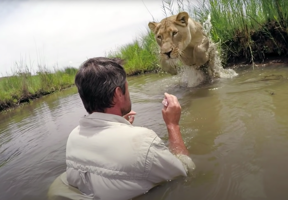 L'incroyable survie d'un homme face à l'attaque d'un lion affamé dans l'eau