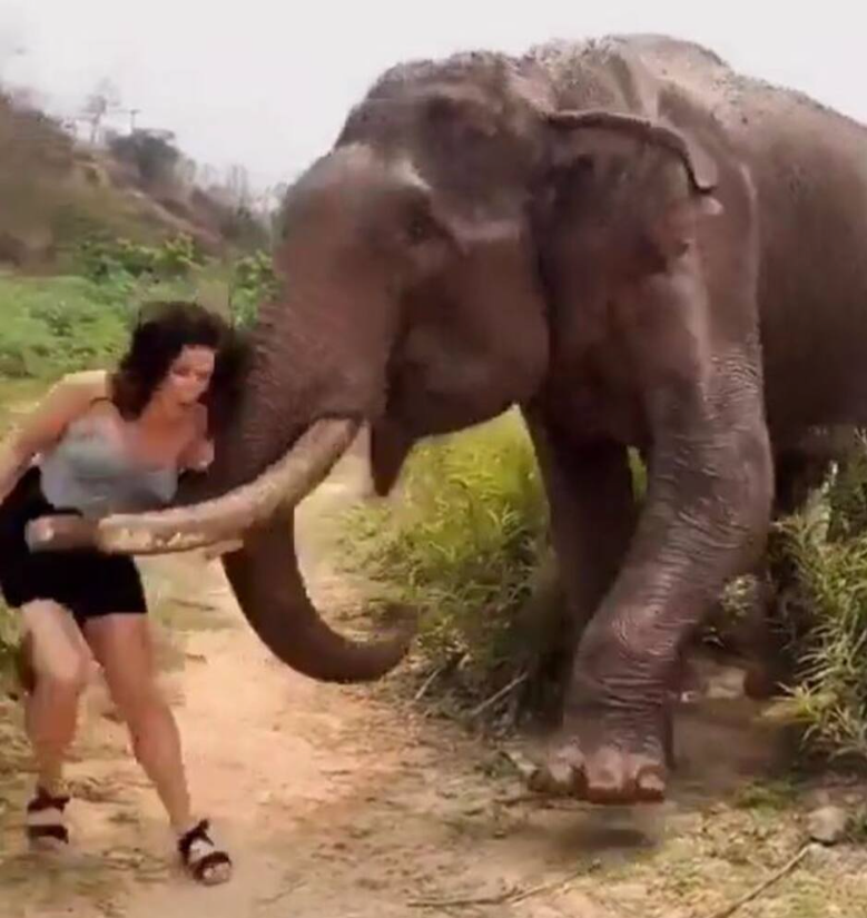 Confrontation dangereuse : une touriste attaquée par un éléphant en voulant lui donner une banane