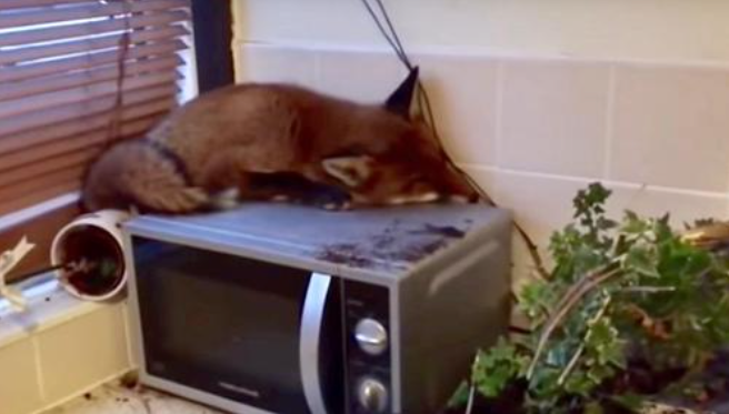 Une famille se réveille sous le choc en découvrant un renard sur leur micro-ondes