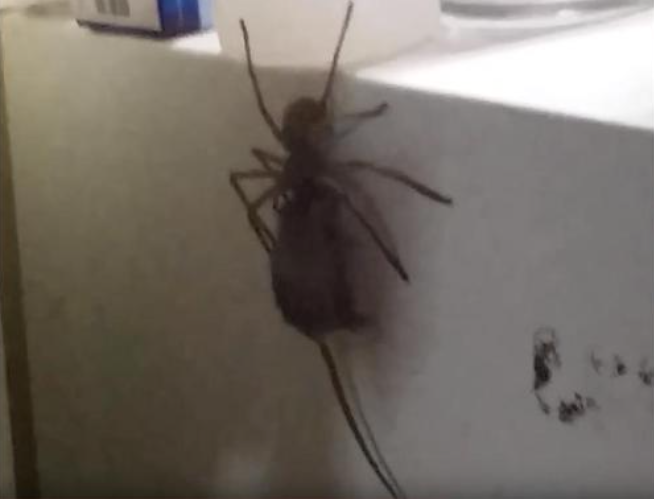 Un homme tombe sur une araignée mutante transportant une souris sur son réfrigérateur