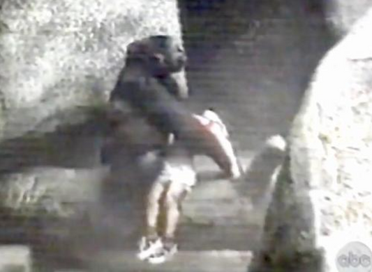 La vidéo d'un gorille qui prend soin d'un garçon de 3 ans tombé dans l'enclos en le berçant fait le buzz !