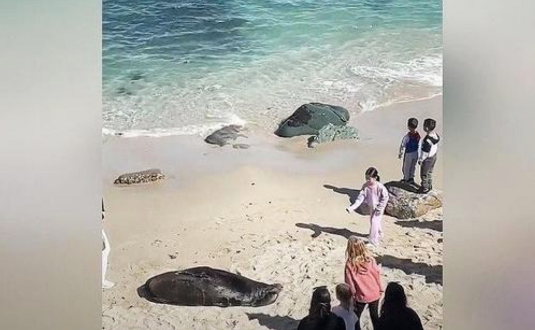 Sauveteur acclamé pour avoir éloigné une fillette lançant des pierres sur un lion de mer endormi sur la plage