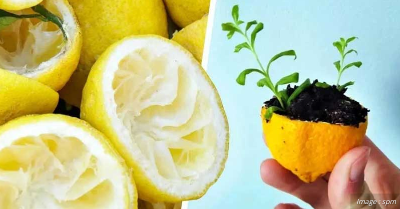 Cessez de jeter la peau du citron, découvrez plutôt comment l'employer pour cultiver un citronnier