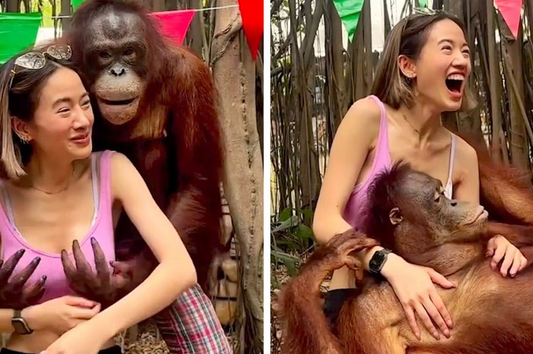 Lors d'une séance photo, un orang-outan audacieux interagit de manière inattendue avec une touriste