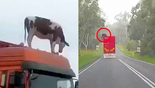 Un évasion spectaculaire : une vache essaie de s'échapper d'un camion par le toit sur une voie rapide!