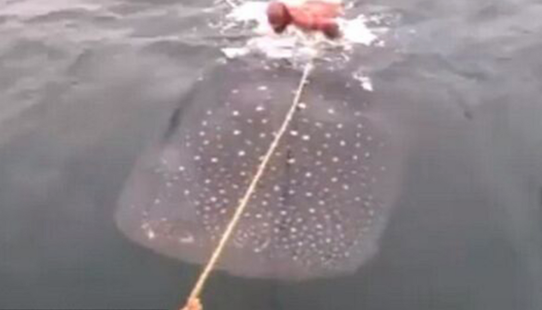 Deux hommes ont été filmés surfant sur le dos d'un requin-baleine, provoquant un tollé général sur Internet