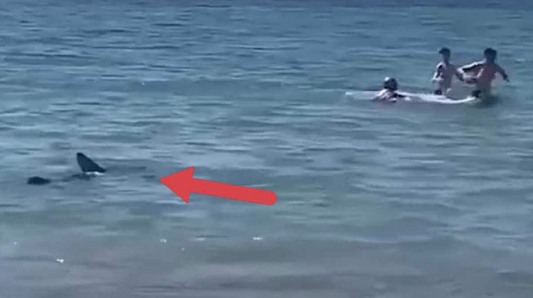 Un requin suscite la panique parmi les baigneurs d'une célèbre plage espagnole !